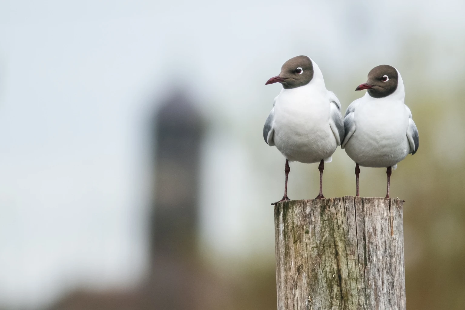 iStock 2182614937 resized