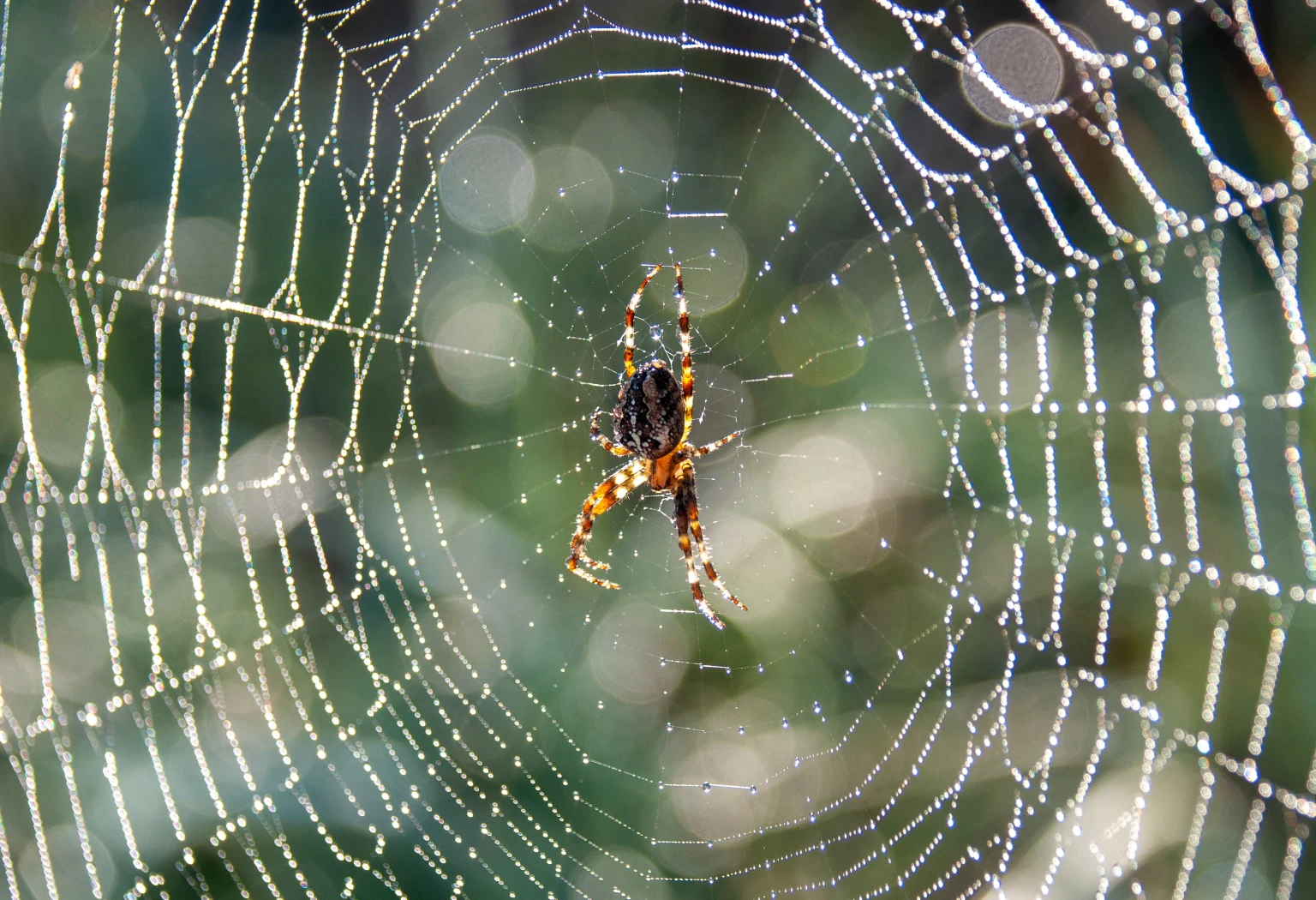 spider 8260620